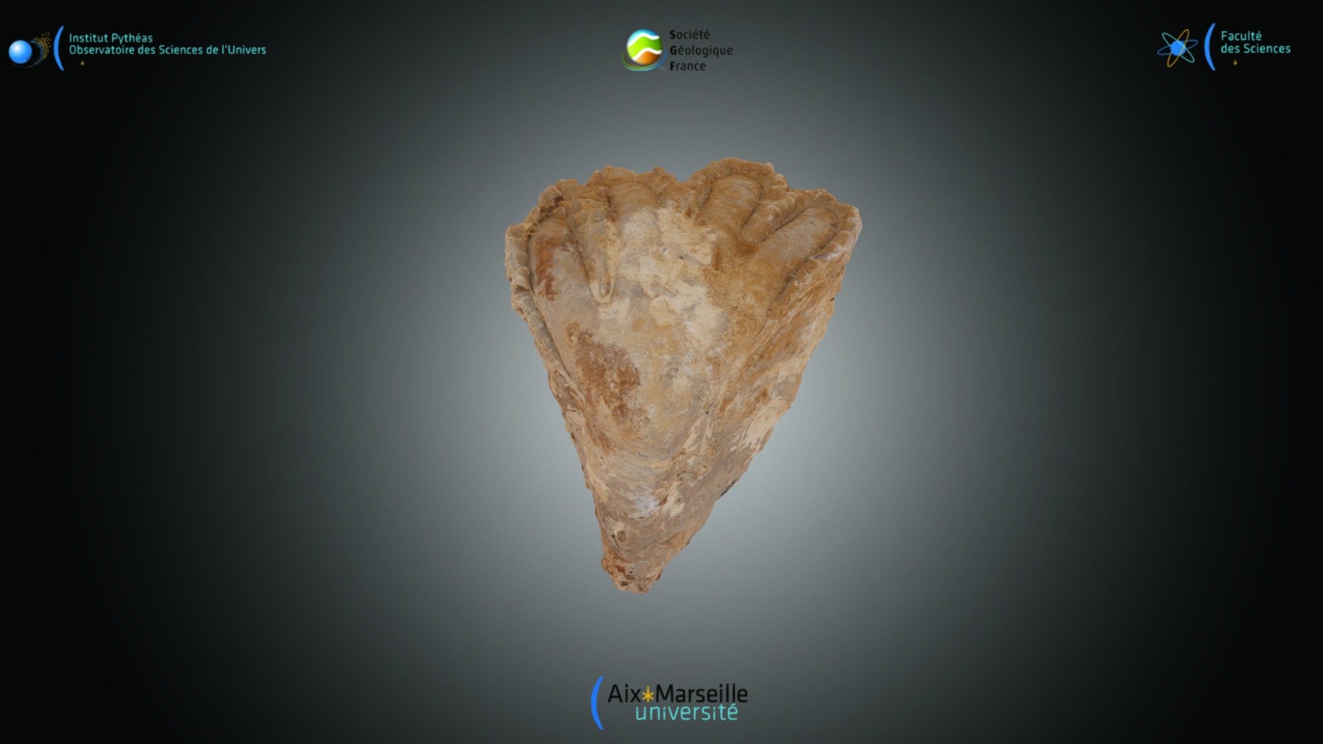 Bivalve - Torreites sp.