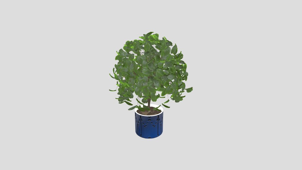 Autumn Plant