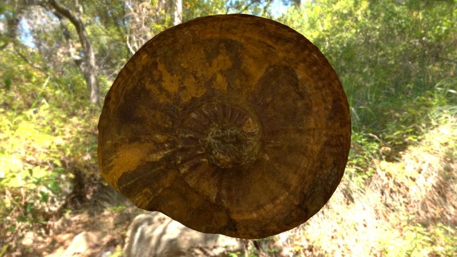 Ammonite (highpoly model) 3D Model