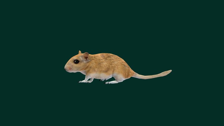 Mongolian Gerbil Rat (Lowpoly) 3D Model