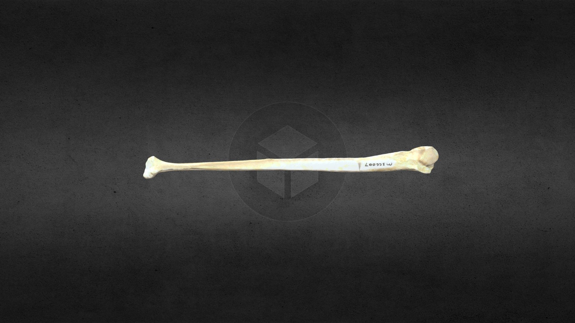 MSCC_007_U_americanus_left_fibula_mesh