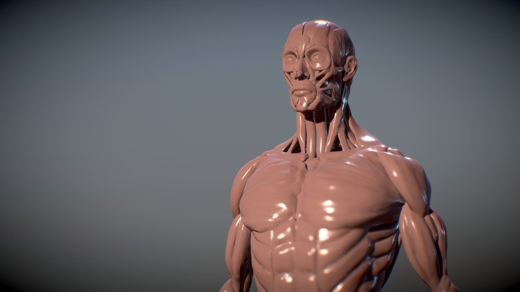 ecorche 3d model