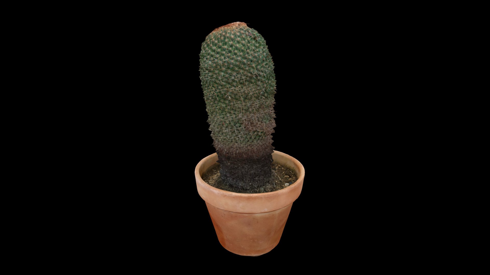 Cactus in a terracotta pot scan - Buy Royalty Free 3D model by vv37 ...