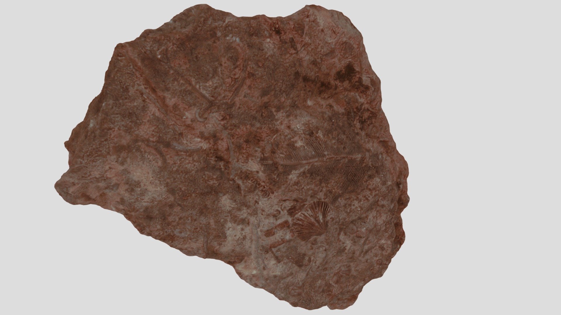 Somasteroidea indet.