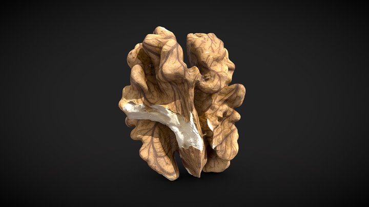Walnut kernel 3D Model