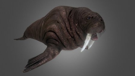 here comes the walrus 3D Model