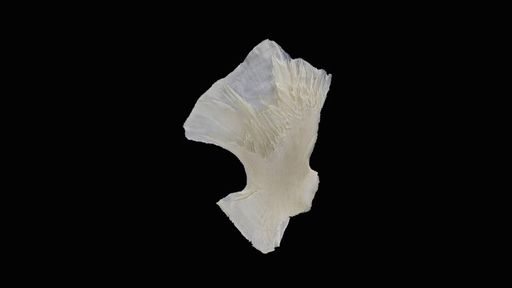 Cod (Gadus morhua) Scapula 3D Model