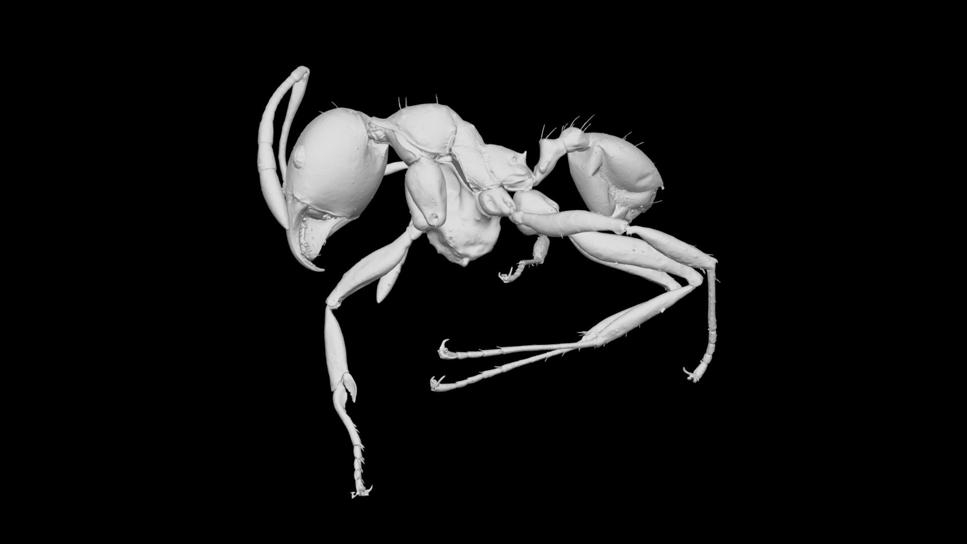 Pheidole cangussu Minor Worker CASENT0742942
