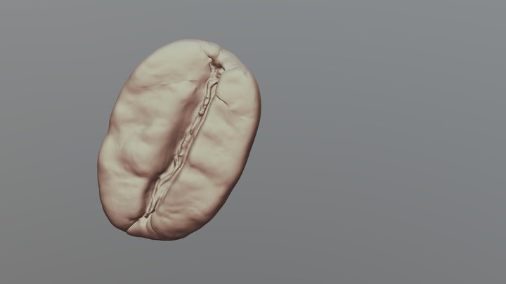 Coffie Brain 3D Model