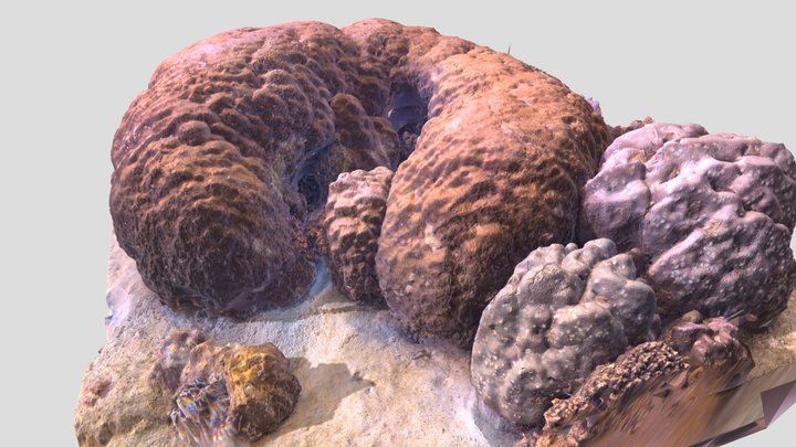 Porites Coral Reef fast scan – Free 3D Model STL