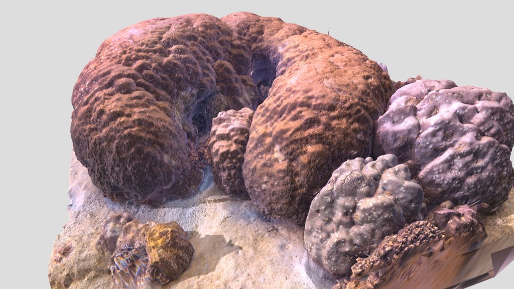 Porites Coral Reef fast scan
