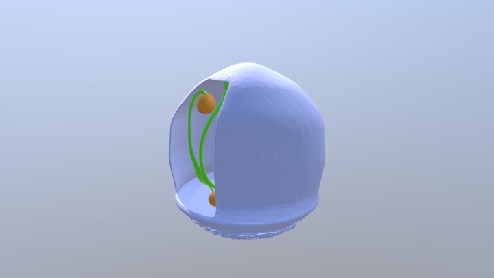 organ 3D Model