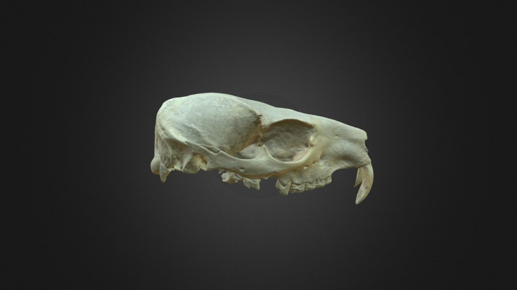 Procavia capensis, skull