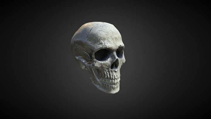 Human Skull (white) 3D Model