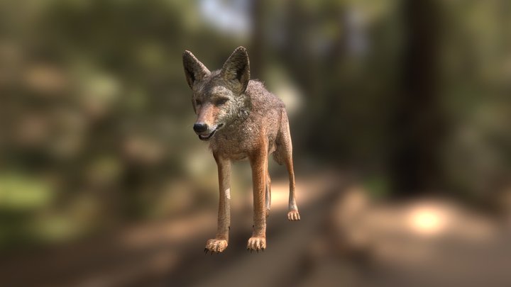 Coyote 3D Model