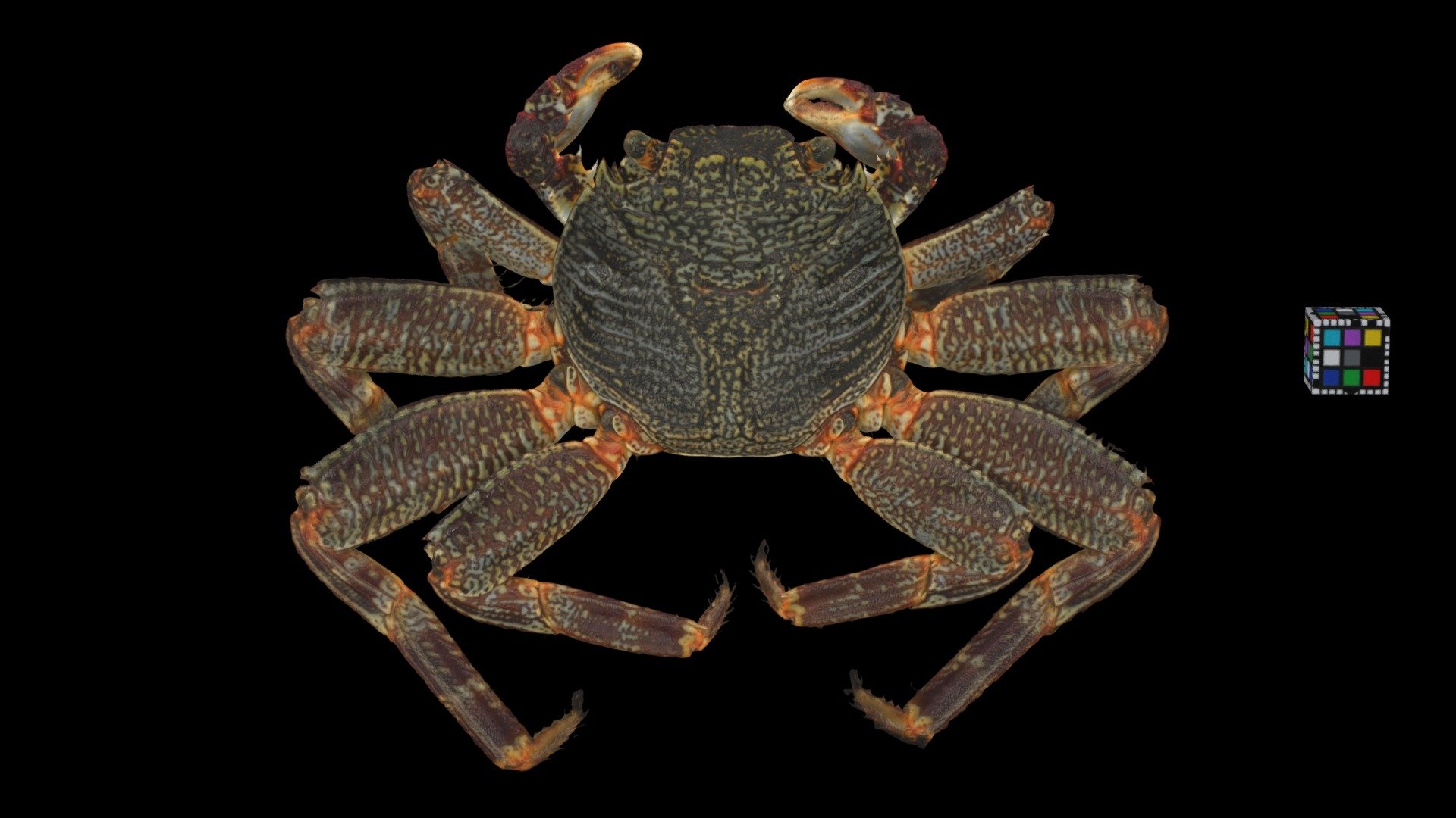 ミナミイワガニ ♂ Sally-light-foot Crab, G. albolineatus