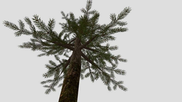 spruce_tree 3D Model