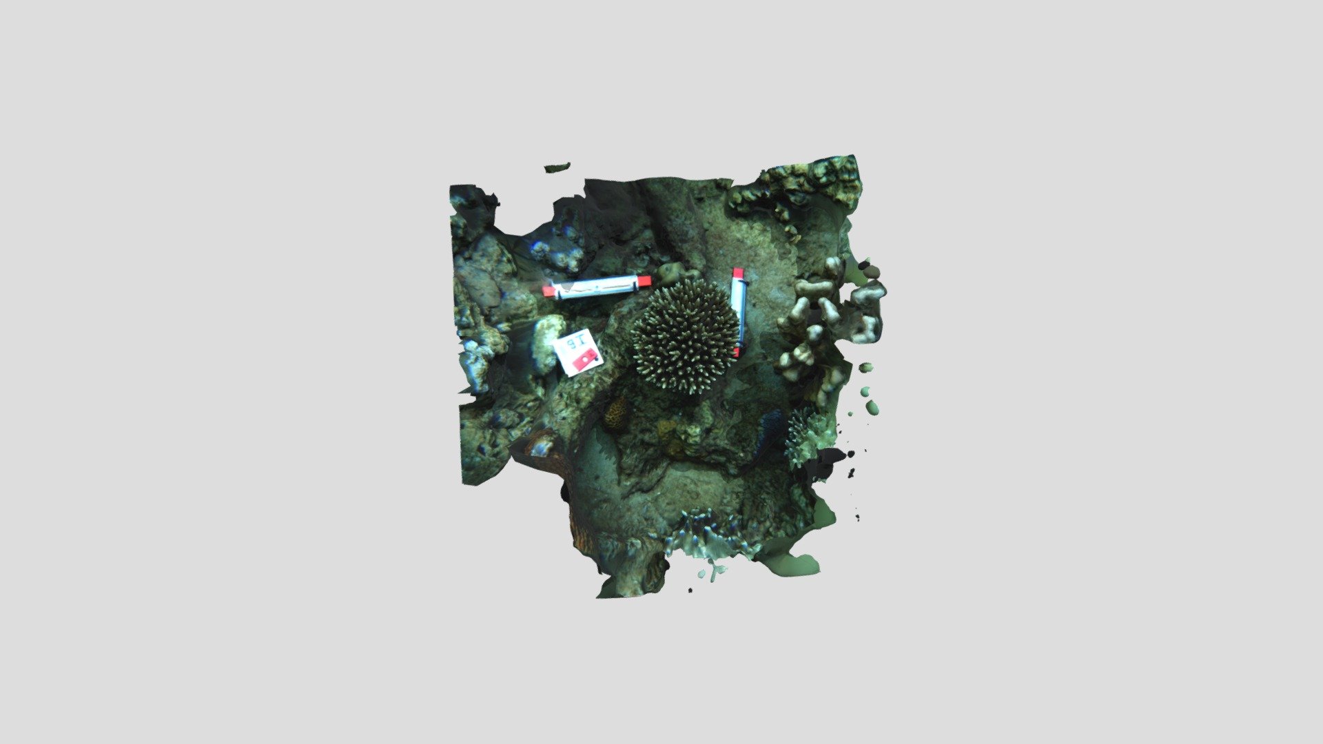 Acropora sp. — Sketchfab embed 3D viewer