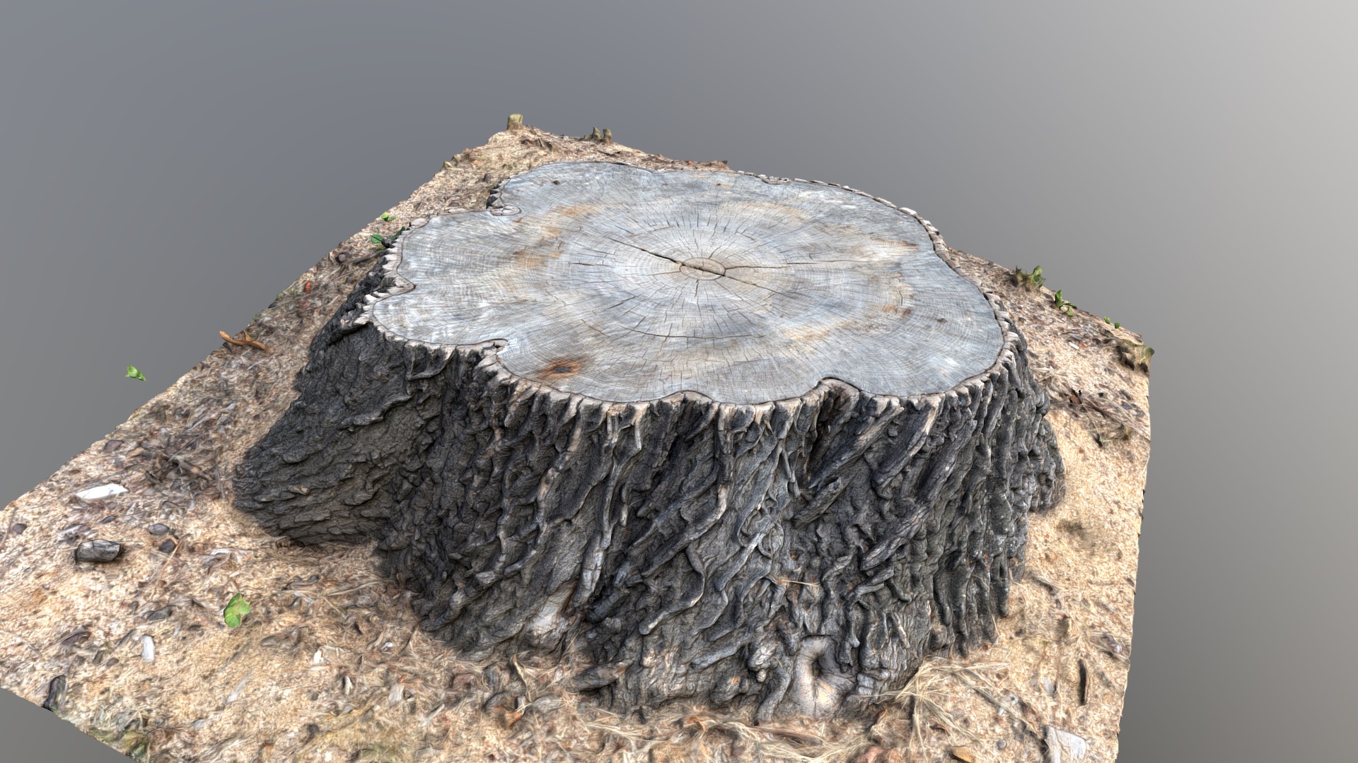 3D model Cut poplar tree stump - This is a 3D model of the Cut poplar tree stump. The 3D model is about a large tree stump.