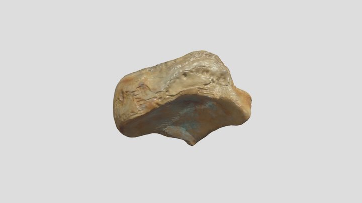 Stellar Sea Lion - Navicular (R) 3D Model