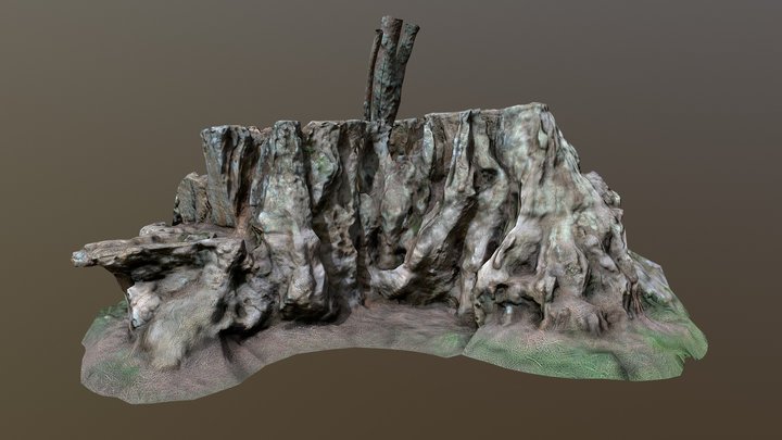 Microcarpa Pine Stump 2 3D Model