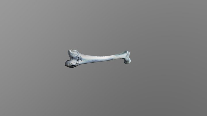 Fêmur Humano 3D Model