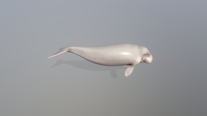 Dugong 3D Model