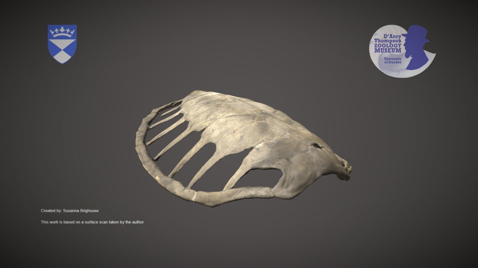 Sea Turtle Carapace