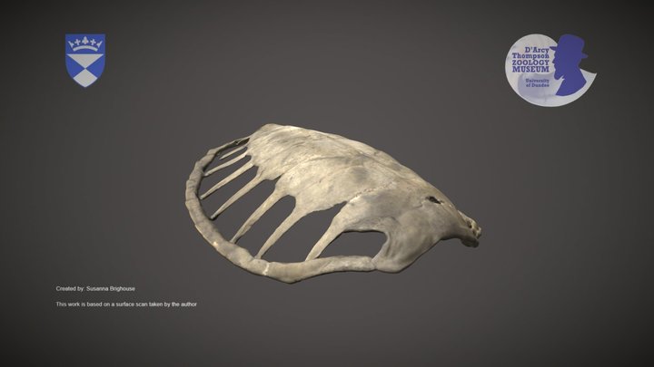 Sea Turtle Carapace – Kostenloses 3D-Modell STL