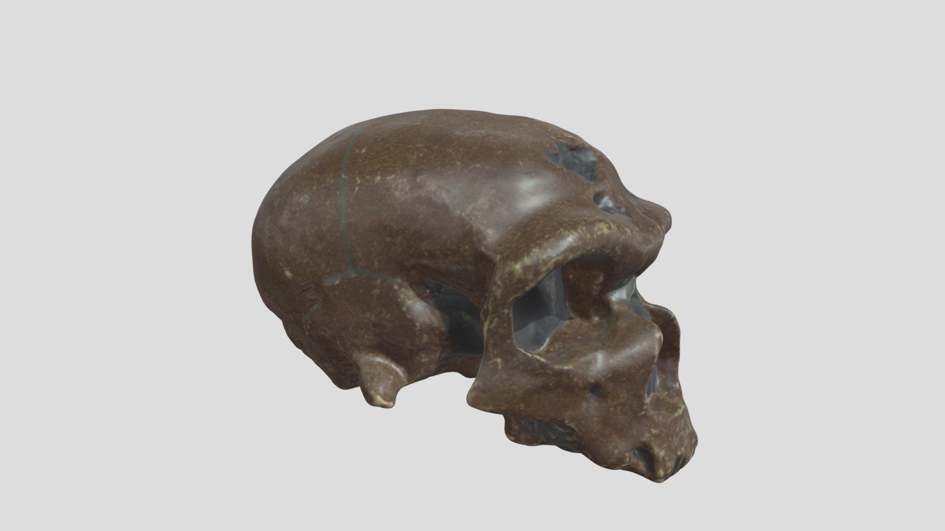 Homo neanderthalensis (Chapelle-aux-Saints 1)