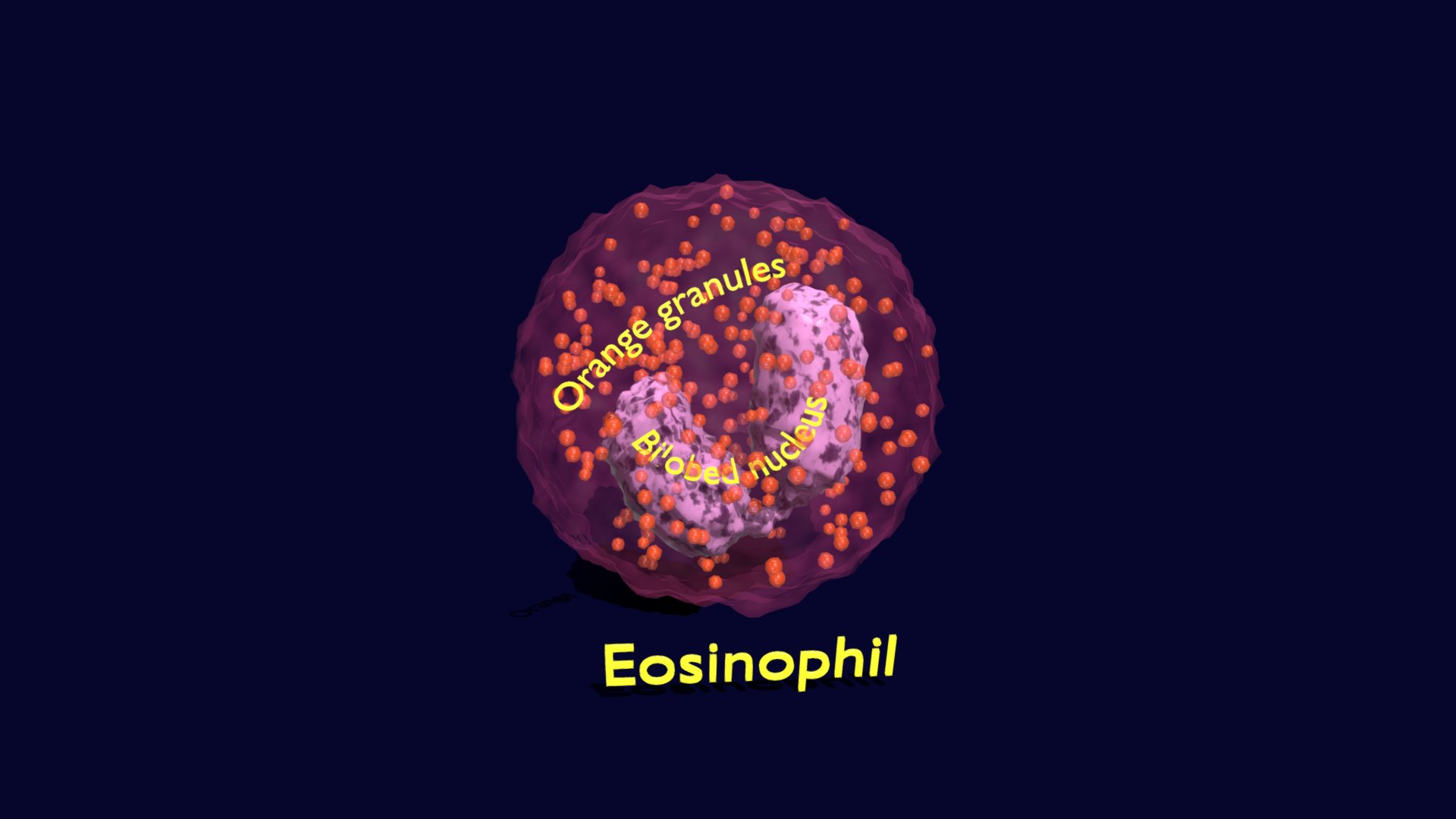 3D model Eosinophil Animated Detail Granules White Blood - This is a 3D model of the Eosinophil Animated Detail Granules White Blood. The 3D model is about map.