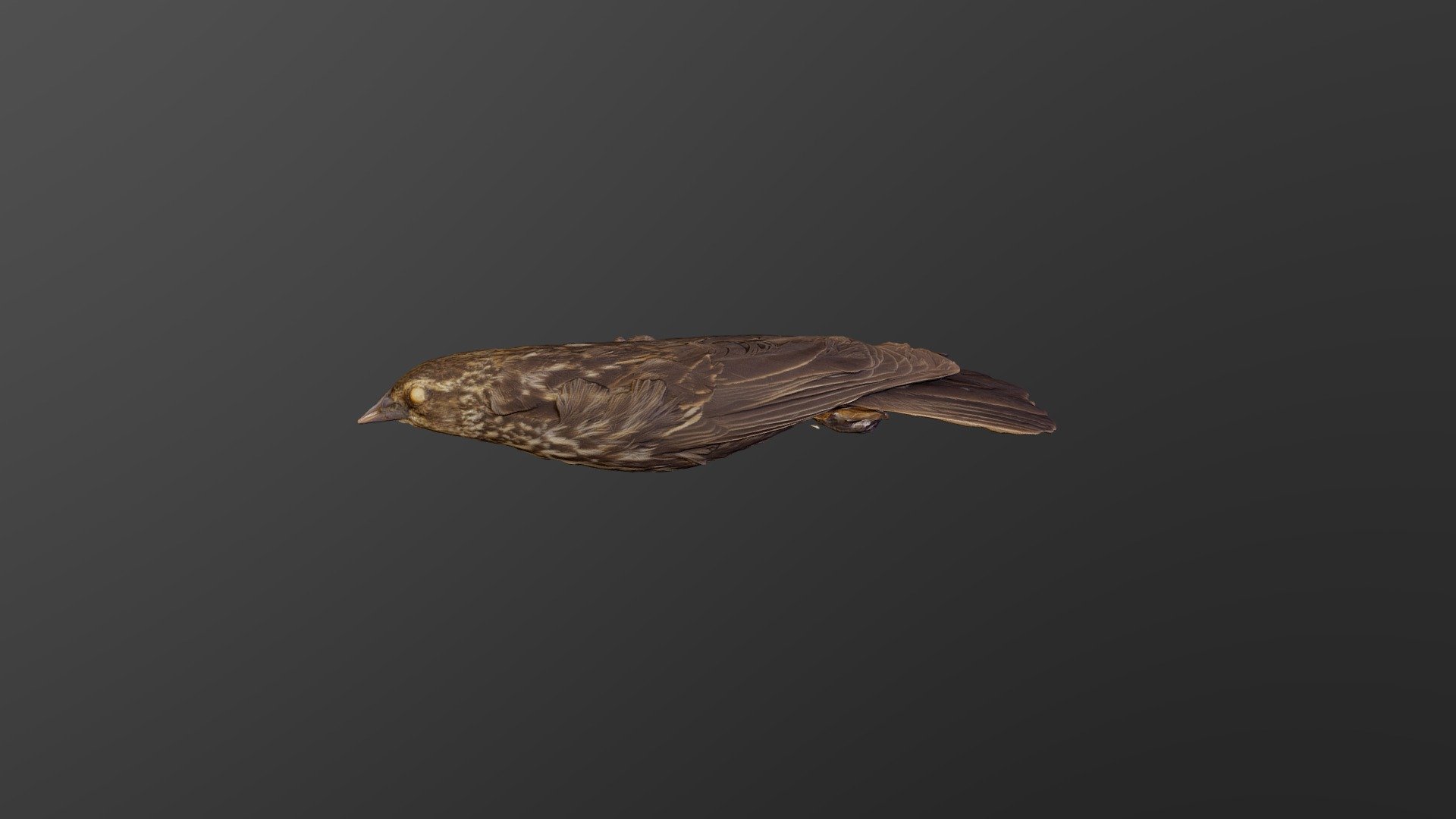Red-winged Blackbird - Agelaius phoeniceus