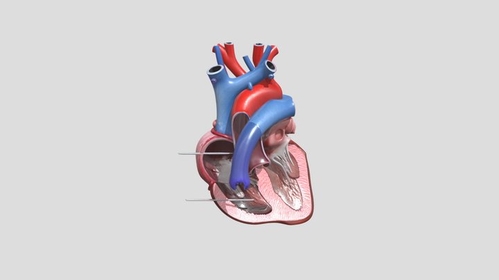 Cámaras del corazón 3D Model