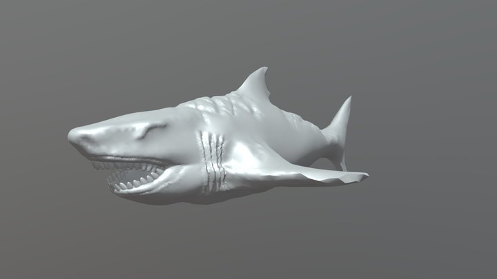 Shark 3D Model