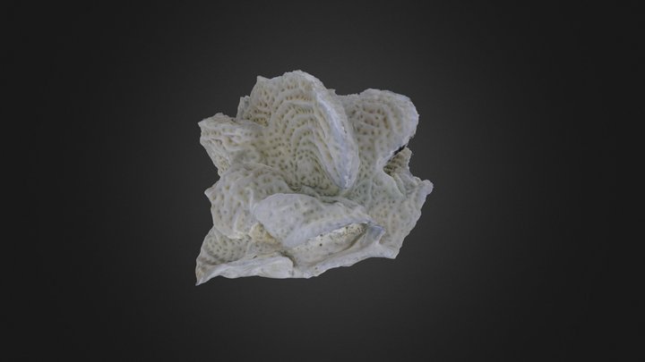 Coral: Agaricia agaricites (PRI 76794) – Free 3D Model STL