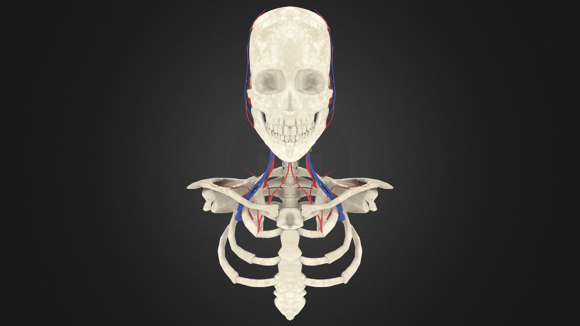 Neck Model2
