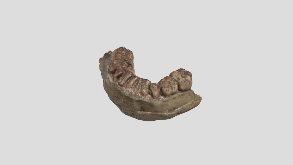 SK-48 - Mandible