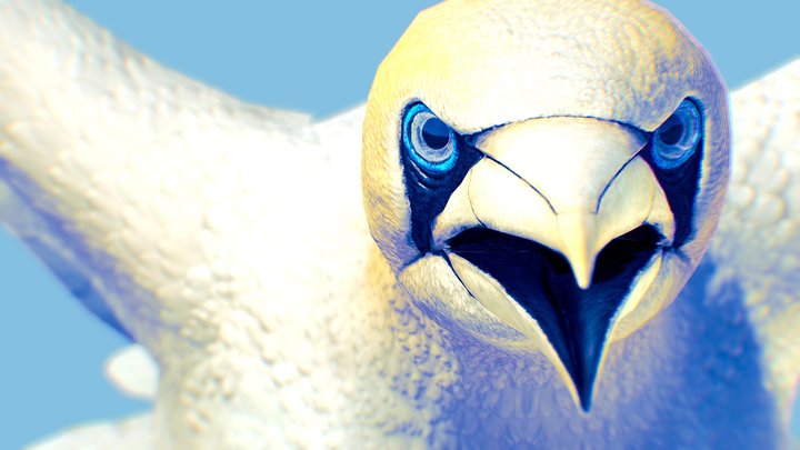 Gannet 3D Model