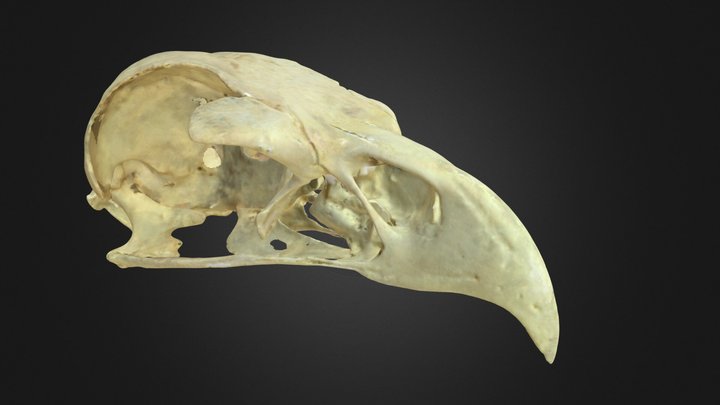 Aquila chrysaetos, skull 3D Model