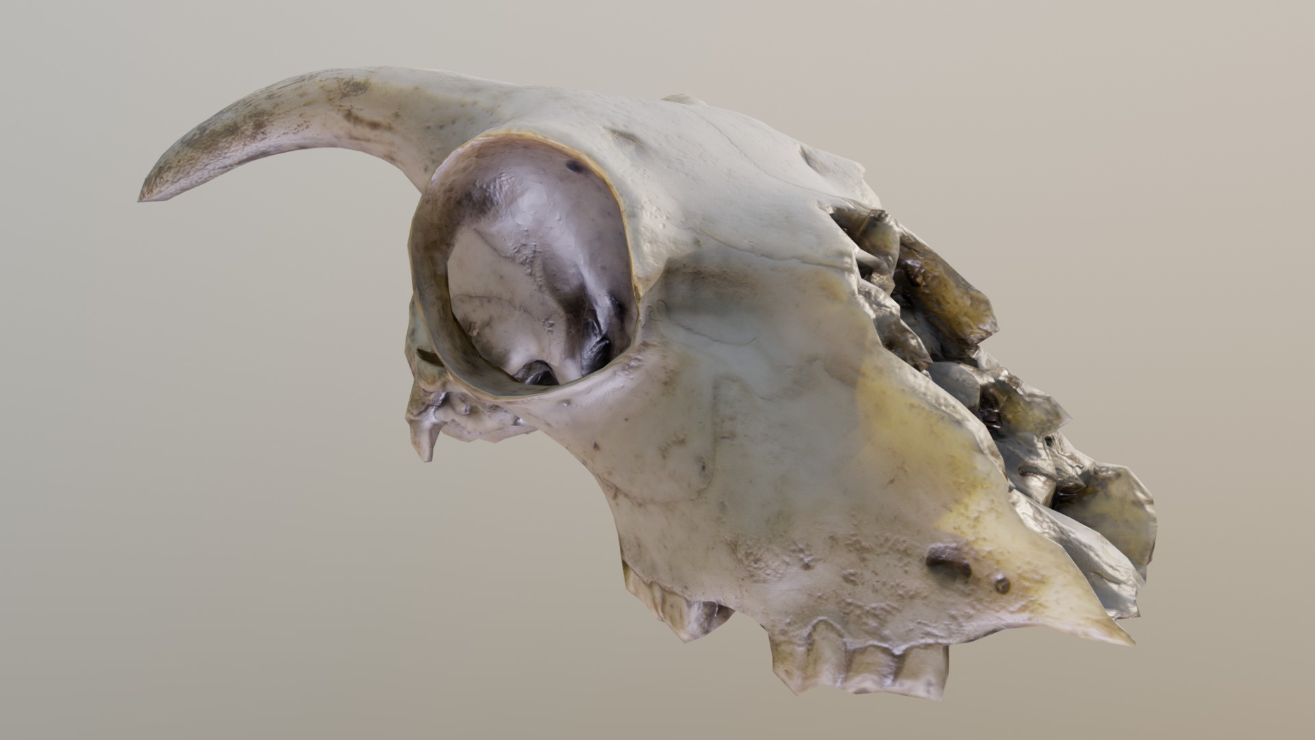 3D model Goat Skull – Crane de Chèvre – Lowpoly PBR - This is a 3D model of the Goat Skull - Crane de Chèvre - Lowpoly PBR. The 3D model is about a skull of an animal.