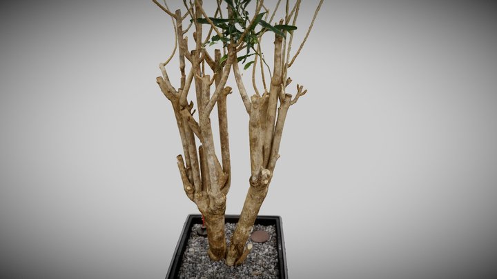 Bueropflanze 3D Model