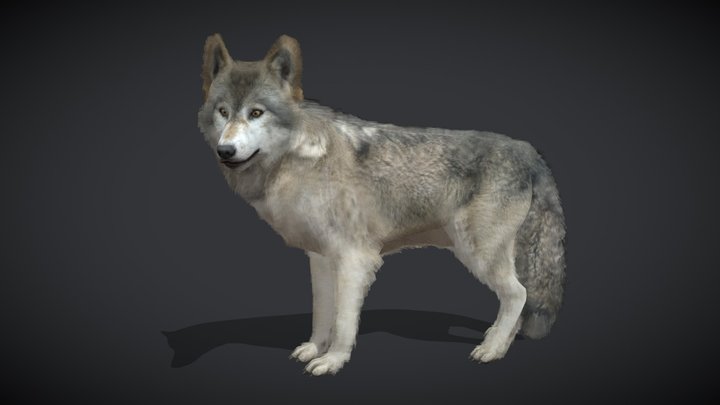 Wolf – Realistic Animated 3D Model 3D Model