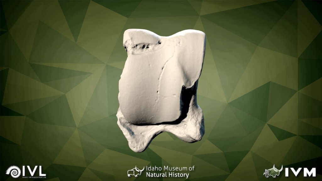 IMNH 75002 27- Astragulus Left