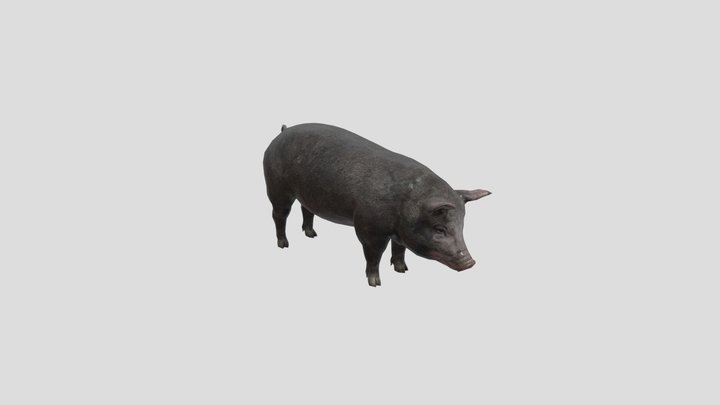 lowpoly pig black 3D Model