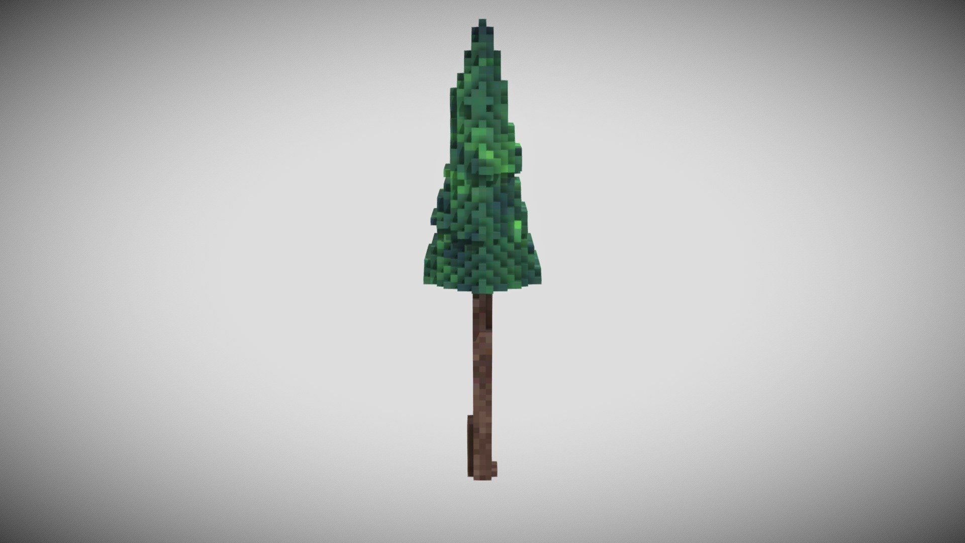 Conifer Tree 1