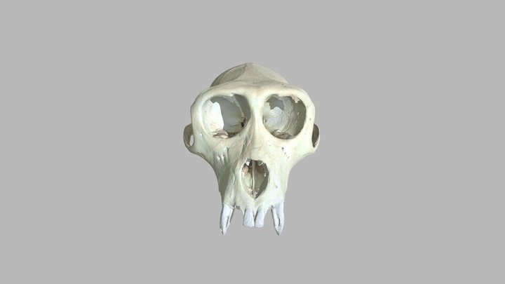 Macaque VRML 3D Model