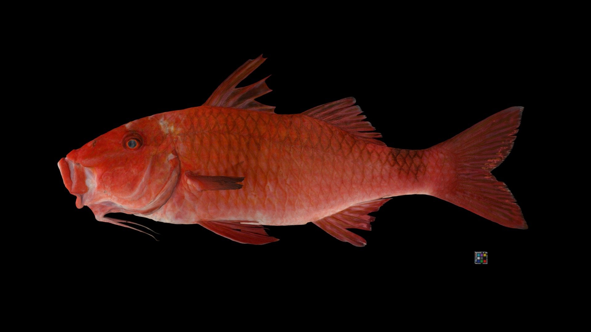 ホウライヒメジ Whitesanddle Goatfish, P. ciliatus