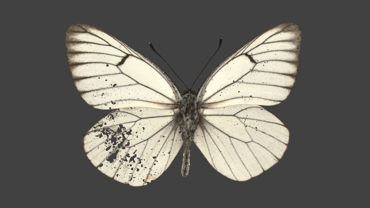 Aporia Crataegi – Modello 3D gratuito STL