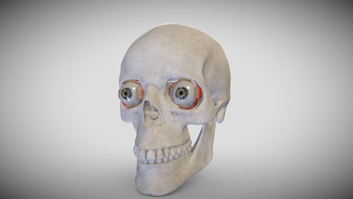 Skull with eyeball 3D Model