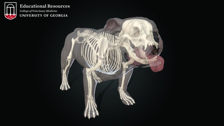 Uga X skeleton 3D Model